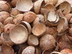 High Quality Coconut Shell..